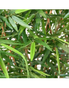 Hecken & Sichtschutz