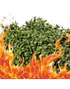 Feuerfeste Kunstpflanzen