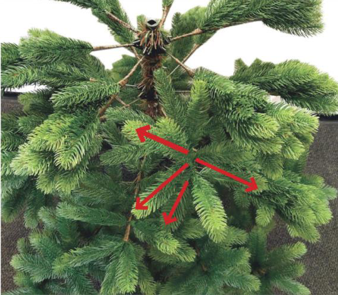 Zweites Segment in Form bringen