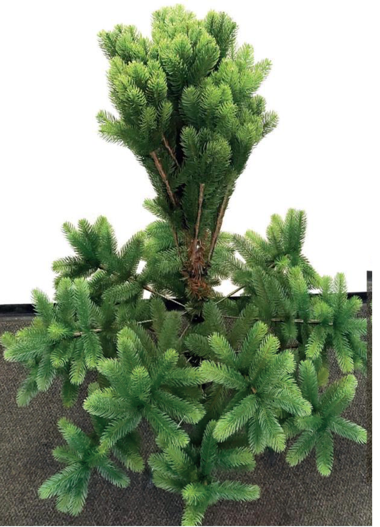 Zweites Segment auf das Unterteil stecken