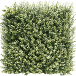 Kunsthecken-Paneel | Buxus beige 50x50 cm UV – Bild 2