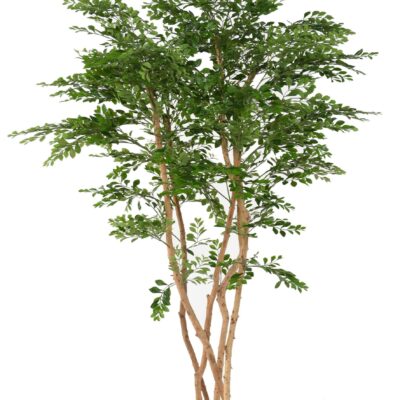 acacia 1 scaled