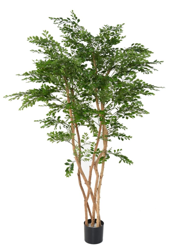 acacia 1 scaled