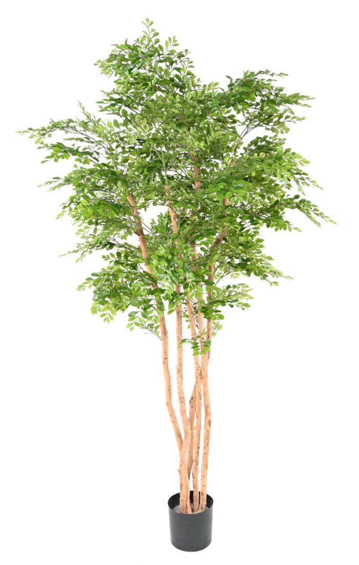 acacia 2 scaled