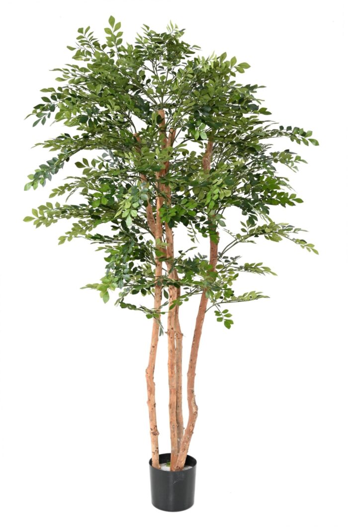 acacia eco 1 scaled