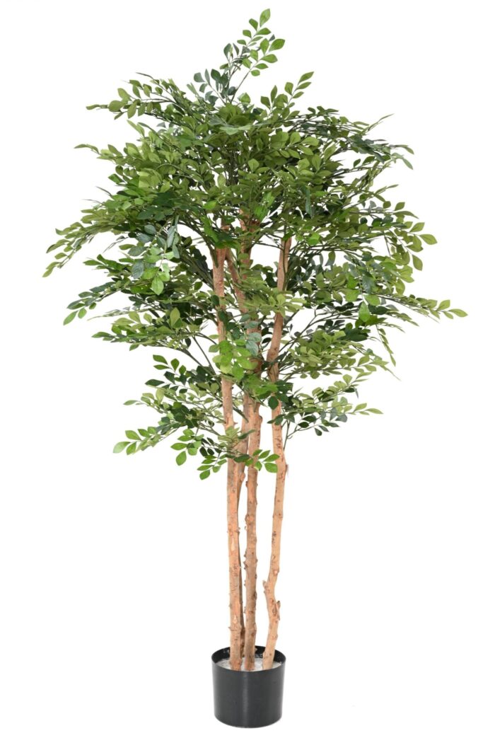 acacia eco scaled