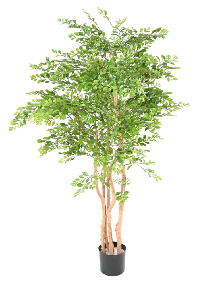acacia scaled