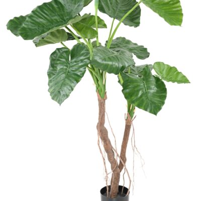 alocasia calidora 2t scaled