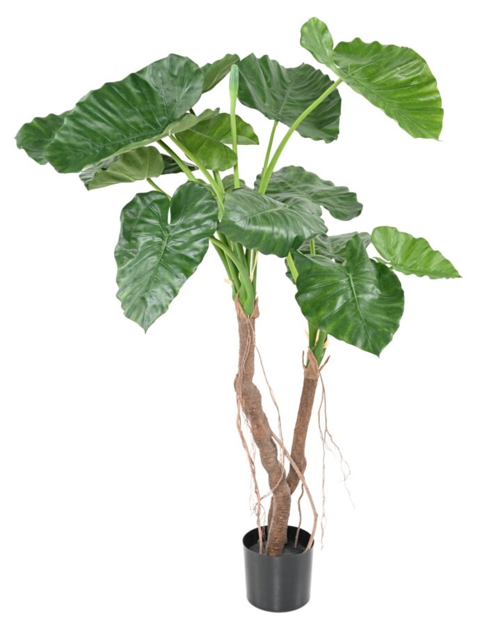alocasia calidora 2t scaled