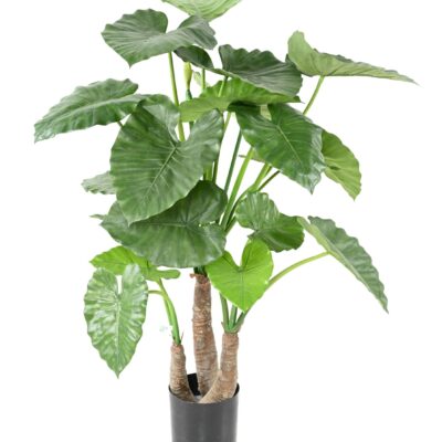 alocasia calidora 3 trunks scaled