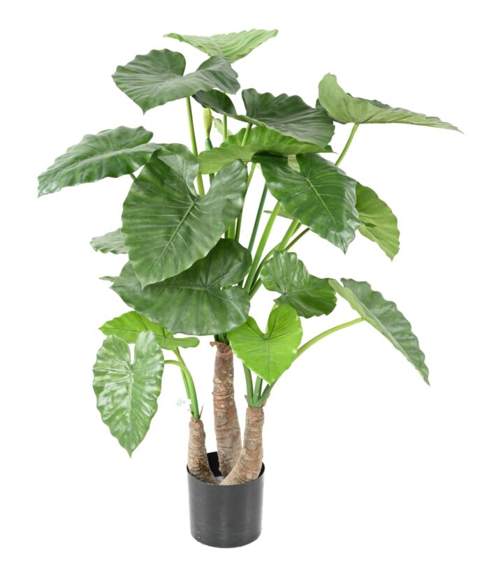 alocasia calidora 3 trunks scaled