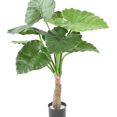 alocasia calidora scaled