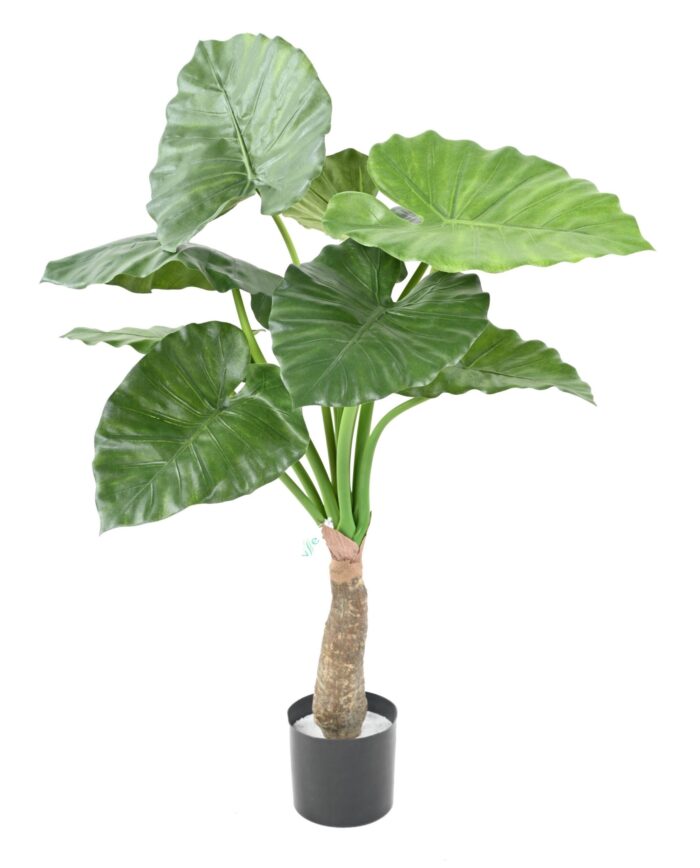alocasia calidora scaled
