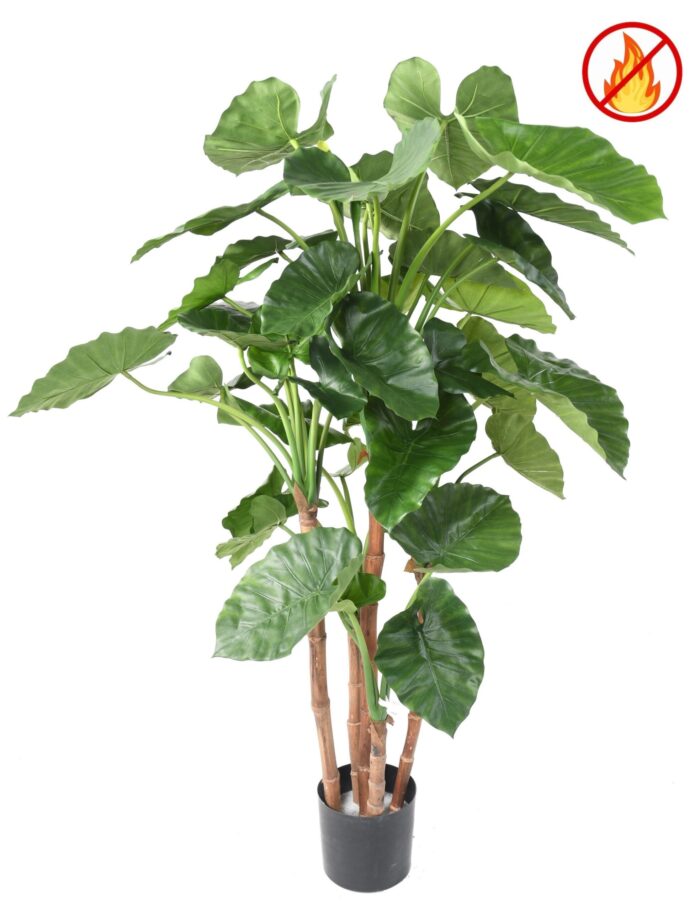 alocasia calidora tb fr fire resistant scaled