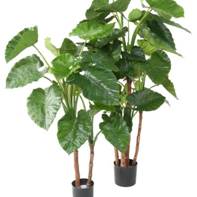 alocasia calidora tb130 scaled