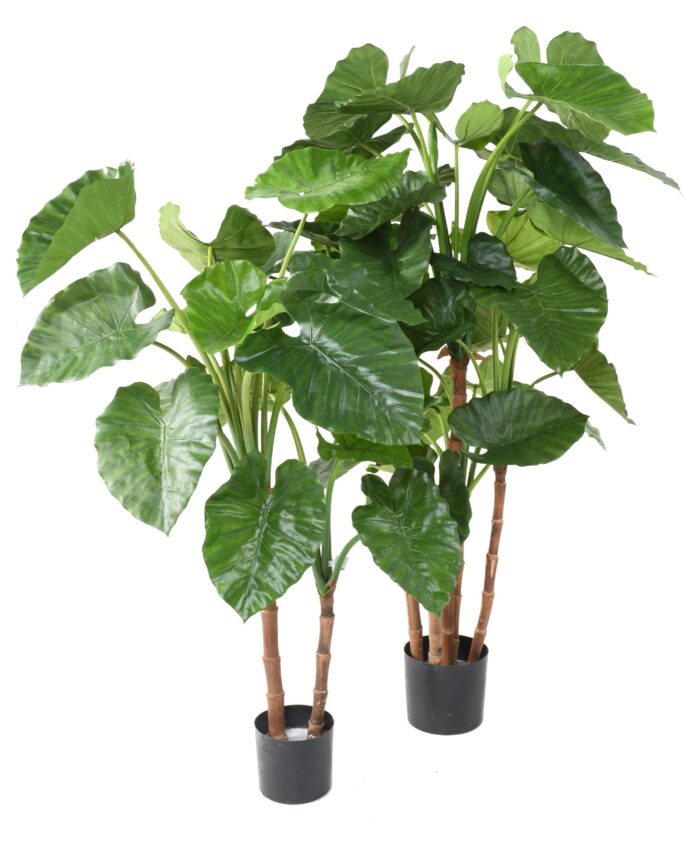 alocasia calidora tb130 scaled