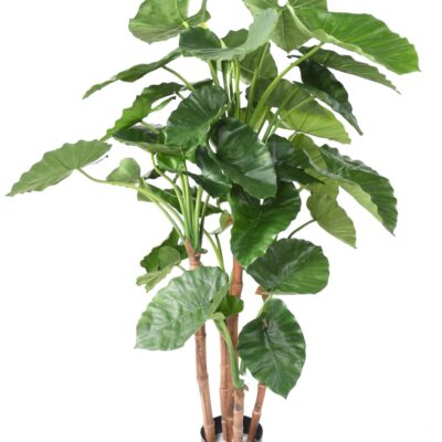 alocasia calidora tb170 scaled