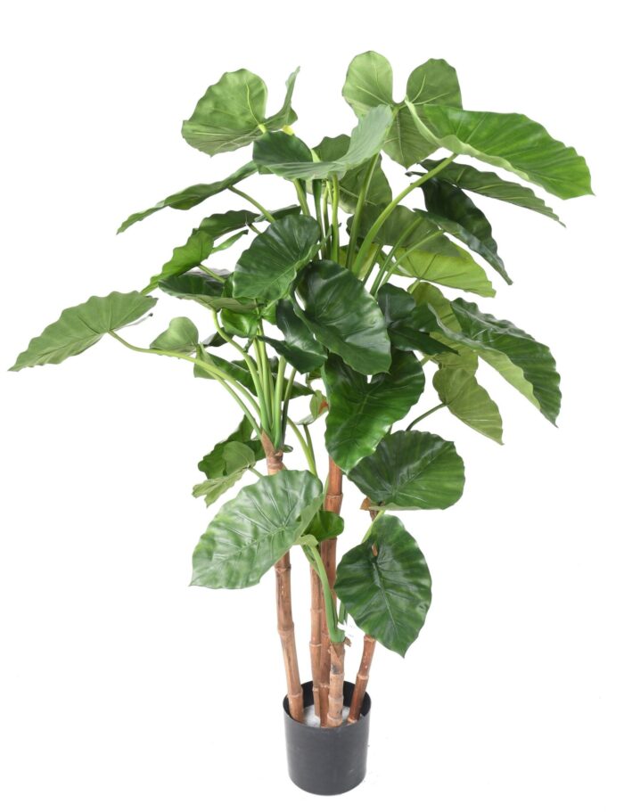 alocasia calidora tb170 scaled