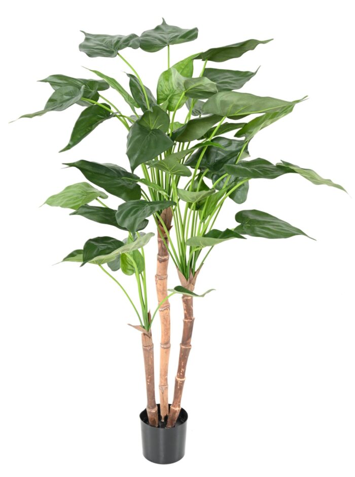 alocasia cucullata 3t scaled