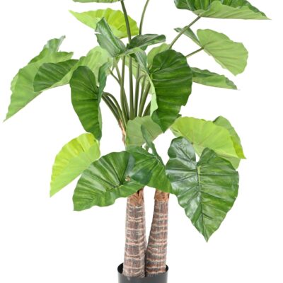 alocasia scaled