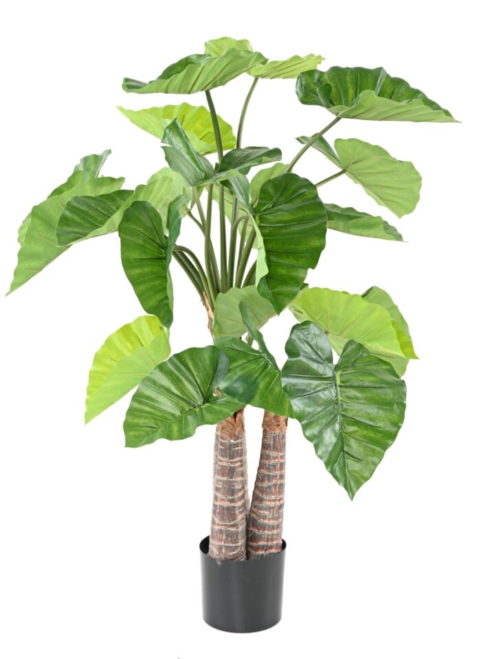alocasia scaled
