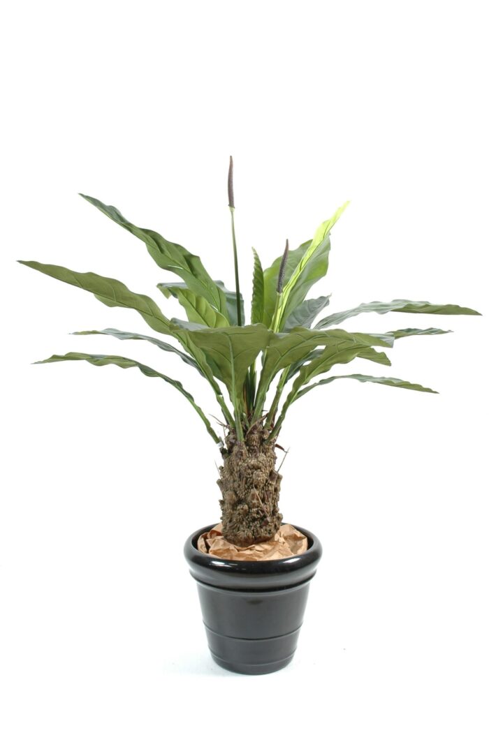anthurium jungle king scaled