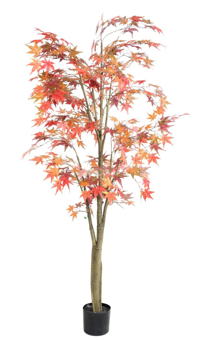 aralia 1