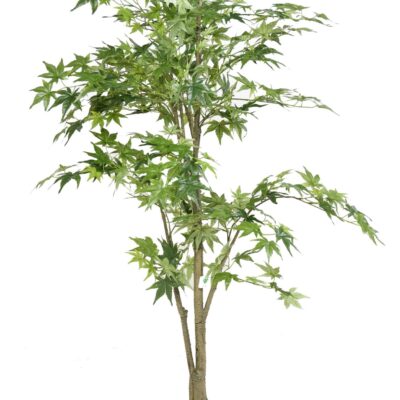 aralia 2 scaled