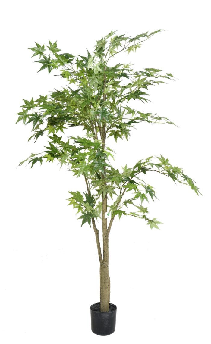 aralia 2 scaled