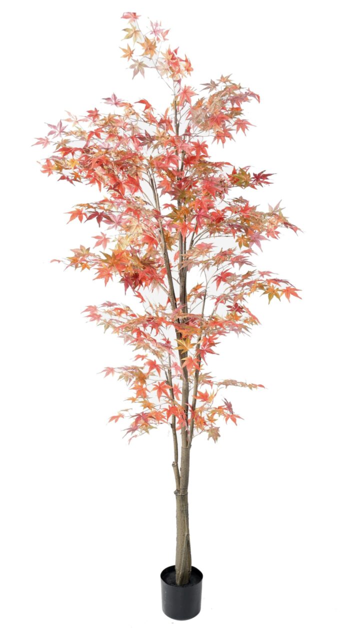 aralia 220 fall scaled
