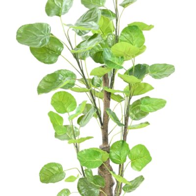 aralia fabian scaled