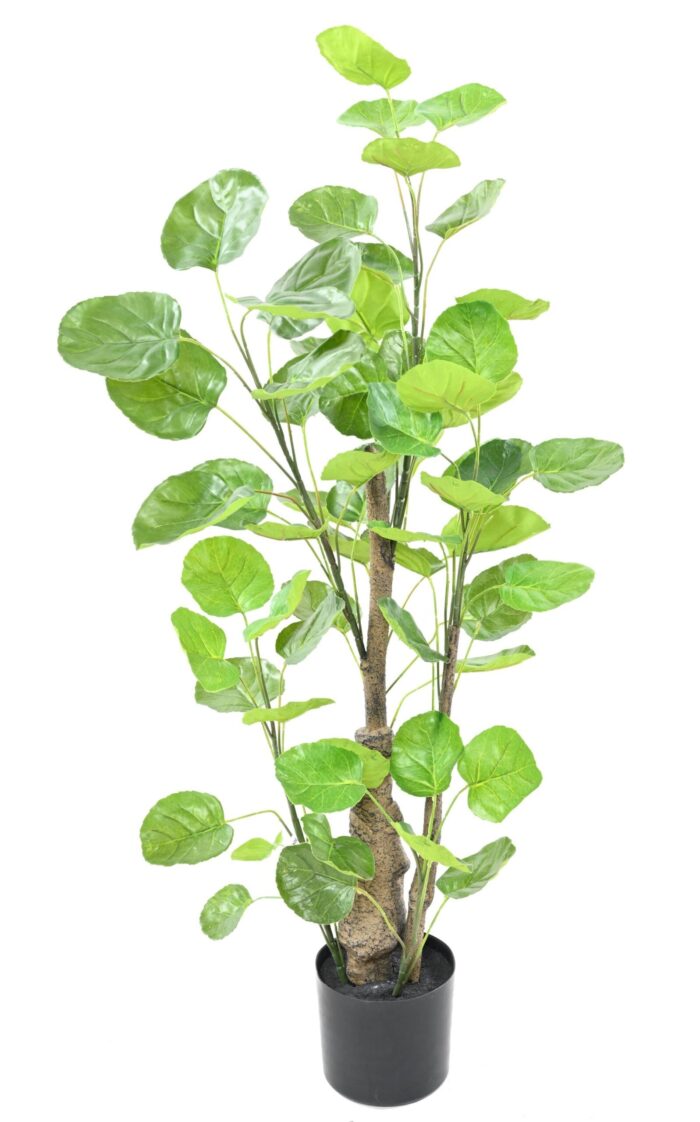 aralia fabian scaled