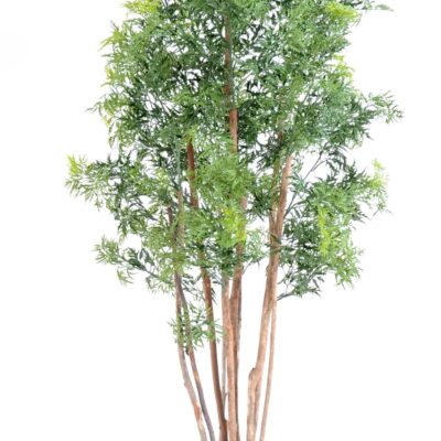 aralia ming nitida 1