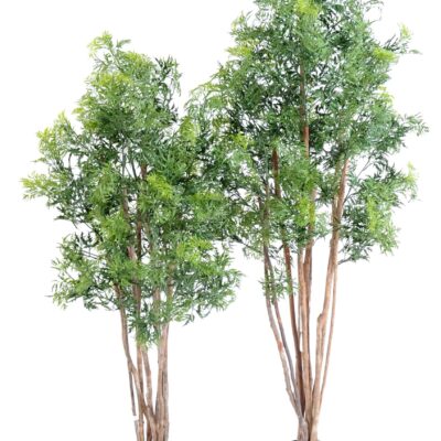 aralia ming nitida