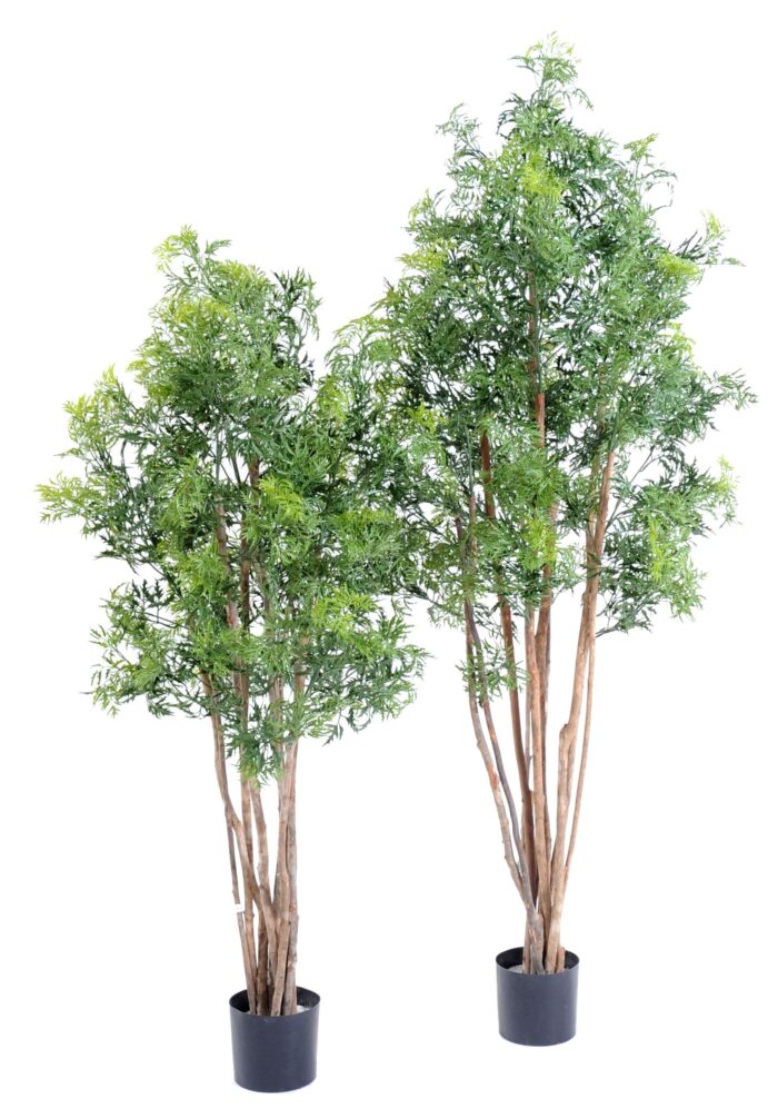 aralia ming nitida