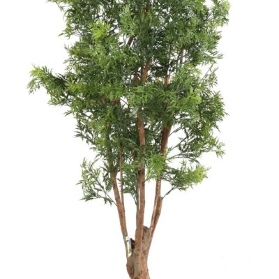 aralia ming nitida tn uv scaled