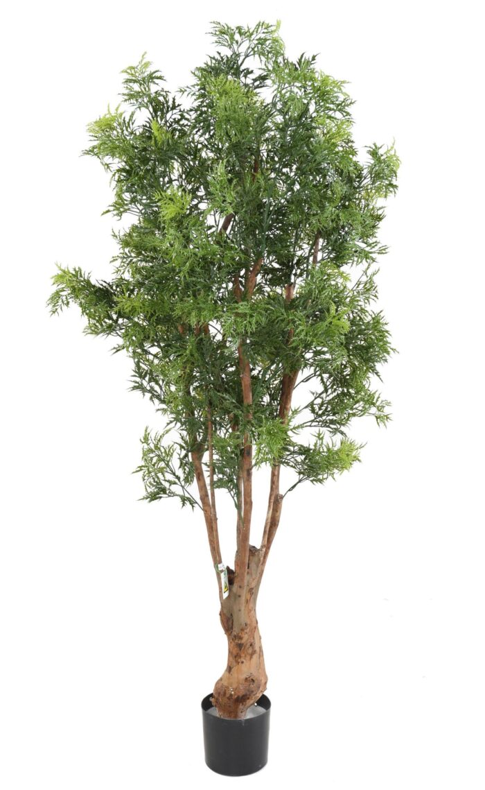 aralia ming nitida tn uv scaled