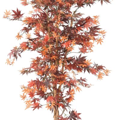 aralia new 150 maple scaled