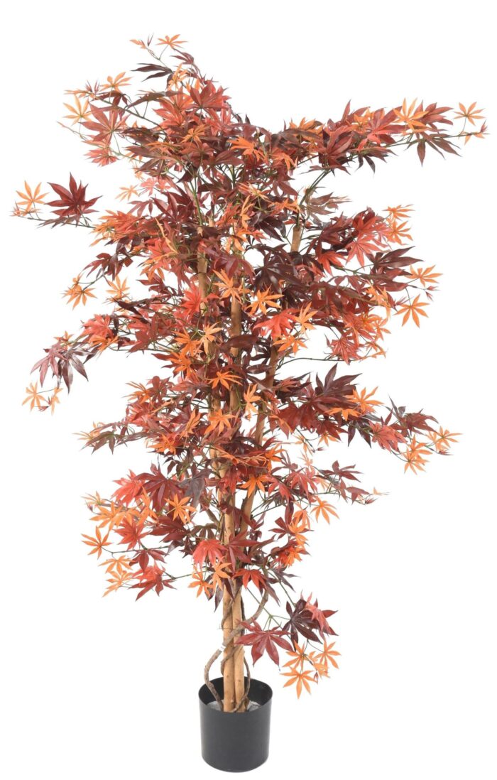 aralia new 150 maple scaled