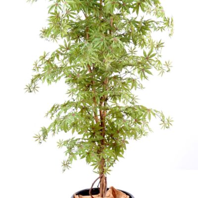 aralia new maple 1 scaled