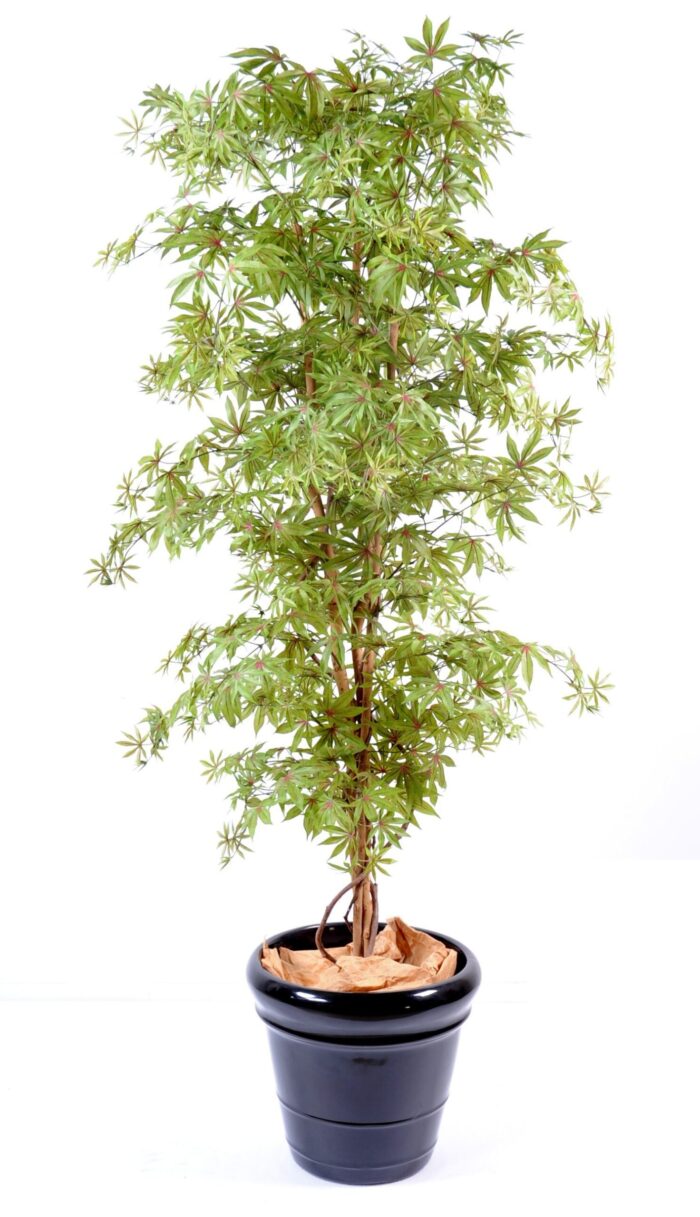 aralia new maple 1 scaled