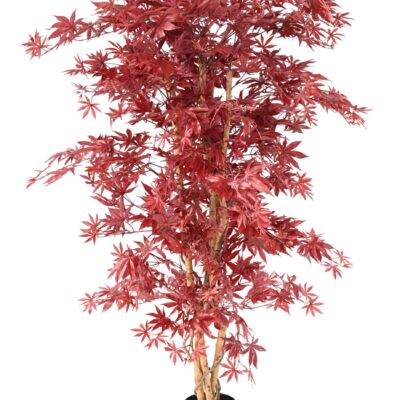 aralia new maple 2 scaled