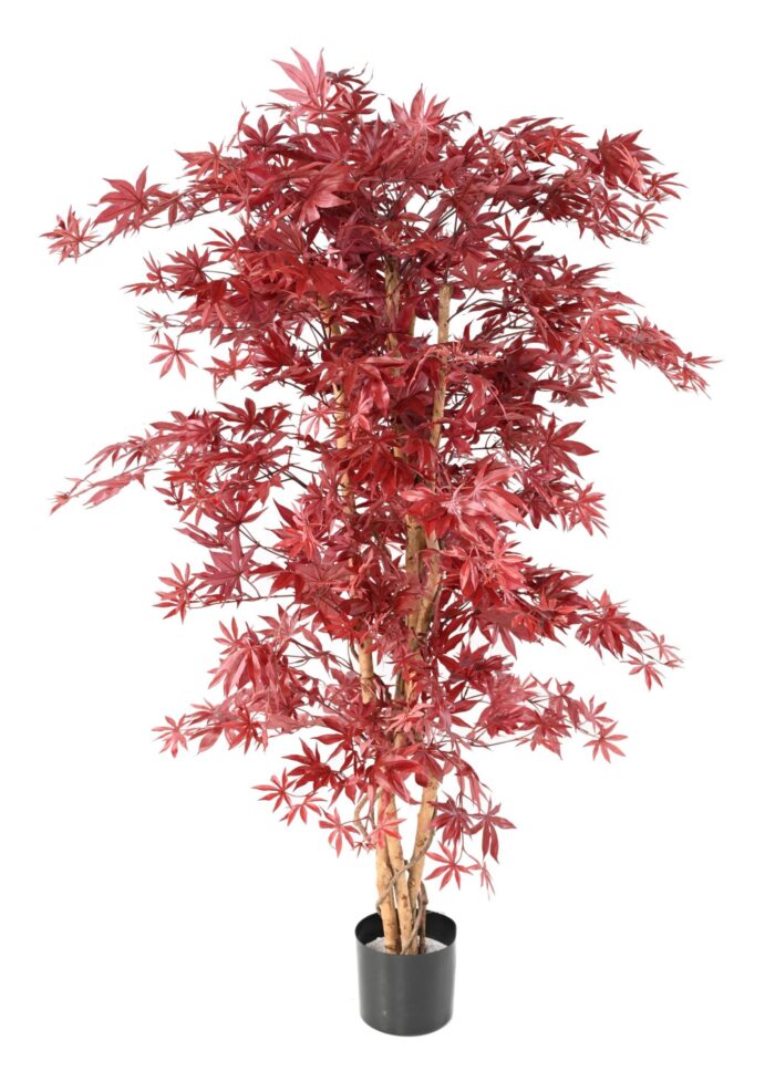 aralia new maple 2 scaled
