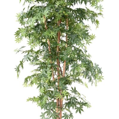 aralia new maple 4 scaled