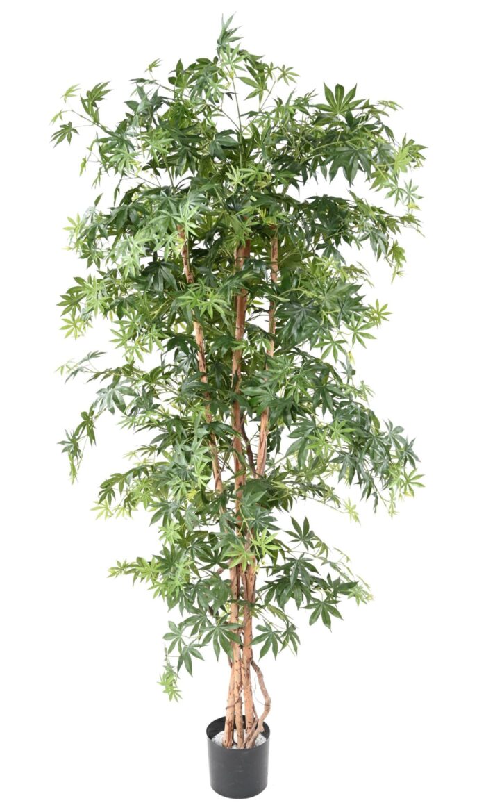 aralia new maple 4 scaled