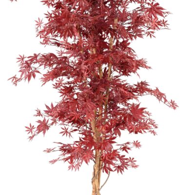aralia new maple 5 scaled