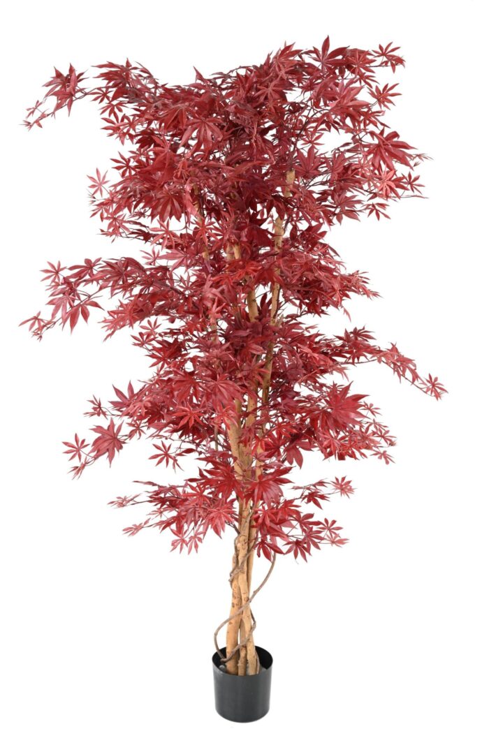 aralia new maple 5 scaled