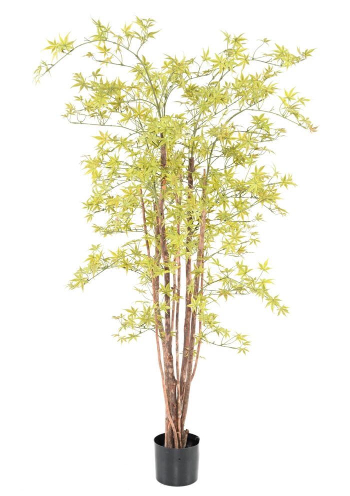 aralia pe 150 uv 1 scaled
