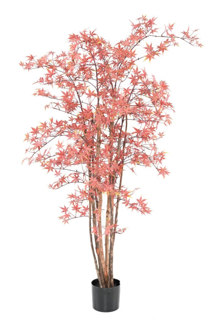 aralia pe 150 uv scaled