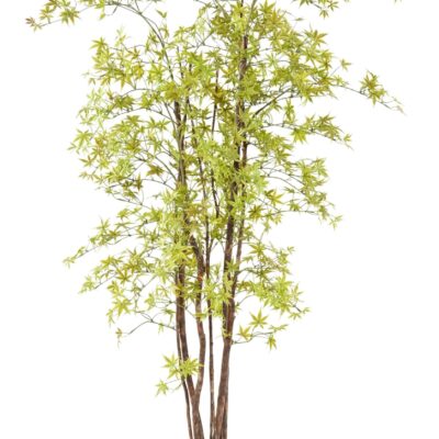 aralia pe 180 uv maple 1 scaled